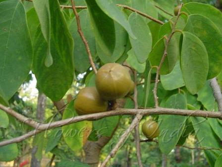 cleistanthus collinus.jpg