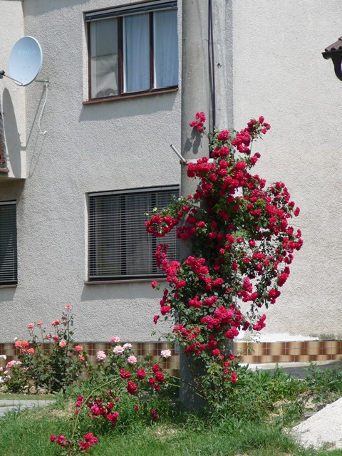 dolna_krupa_2.jpg