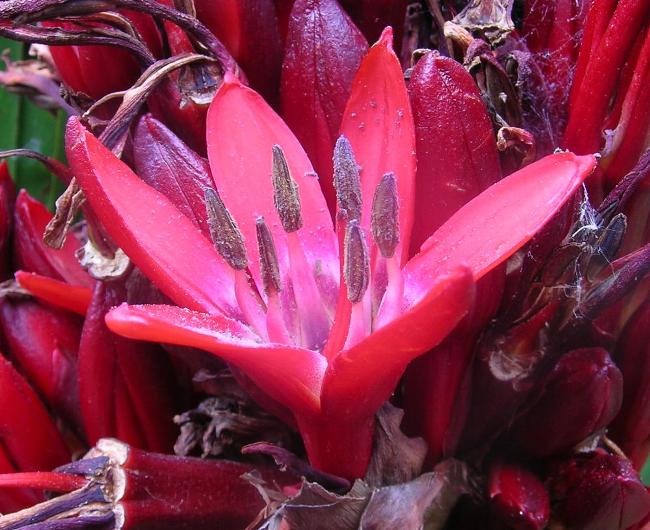 doryanthes_excelsa.jpg