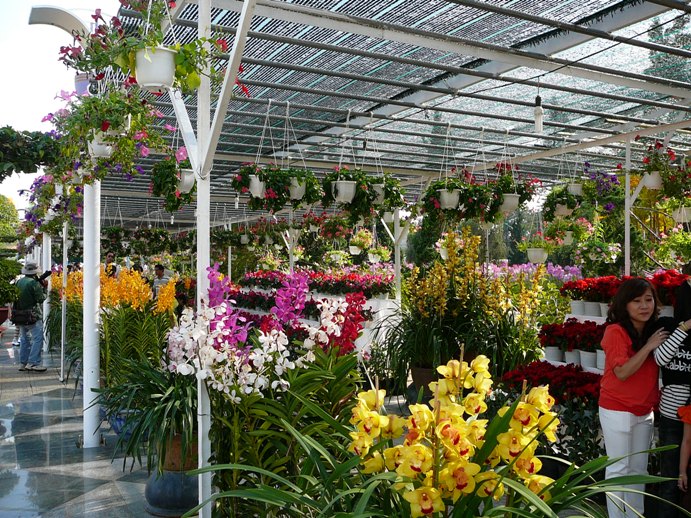flowers_of_dalat_001.jpg