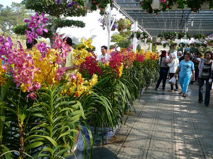 flowers_of_dalat_008.jpg