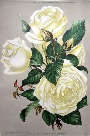 grand_duchess_victoria_melita.jpg