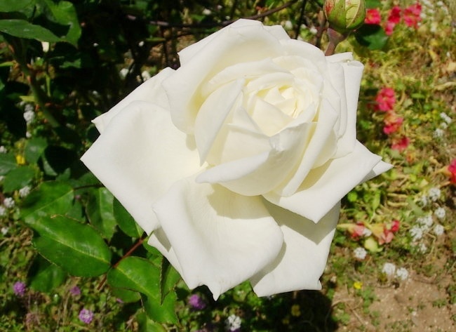 grande_duchesse_olga.jpg