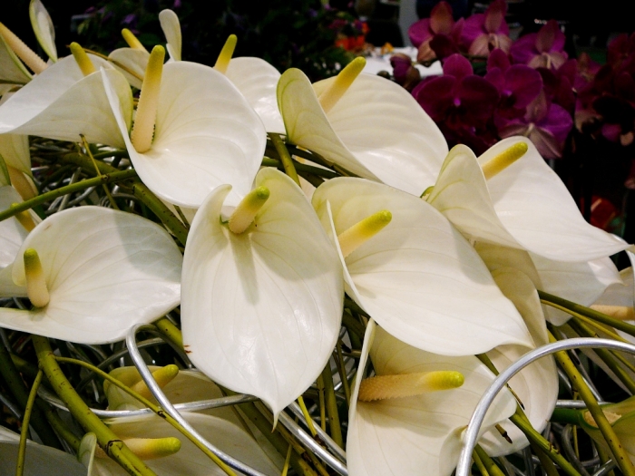hortech_2013_020.jpg