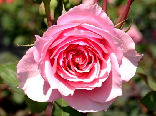 i2854_Guillot_Rose_La_Rose_Bordeaux_0.jpg