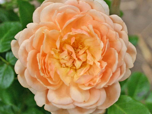 i2876_Guillot_Rose_Elizabeth_Stuart_0.jpg