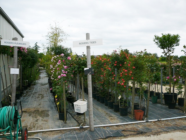 jardirose_013.jpg