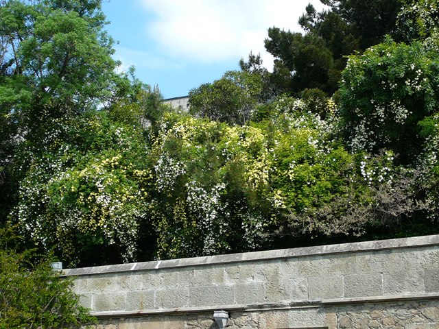 kopiya_p1470375.jpg