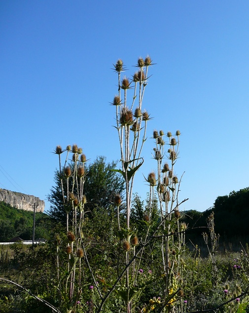kopiya_p1520655.jpg