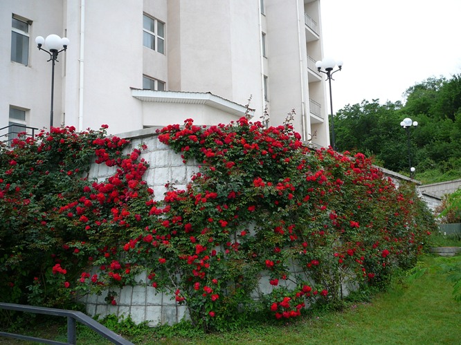koreis_roses_001.jpg