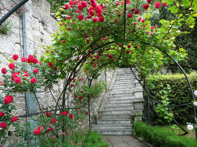 koreis_roses_003.jpg