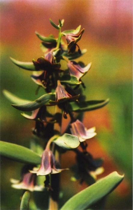 korolkoviya_severcova.jpg