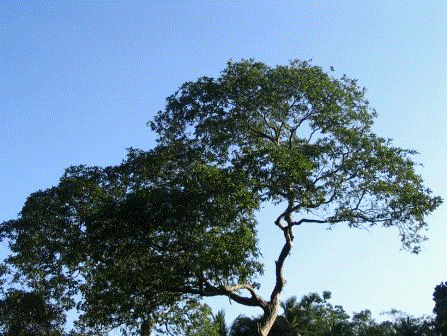 kumbuk 1    terminalia arjuna.JPG