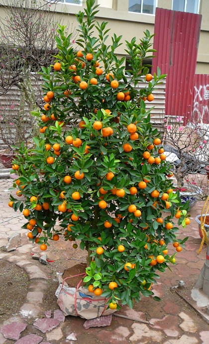 kumquat_001.jpg
