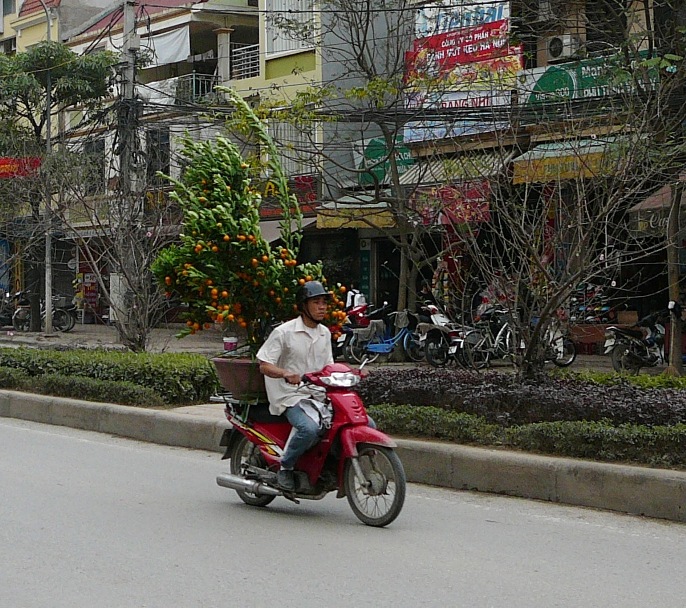 kumquat_002.jpg