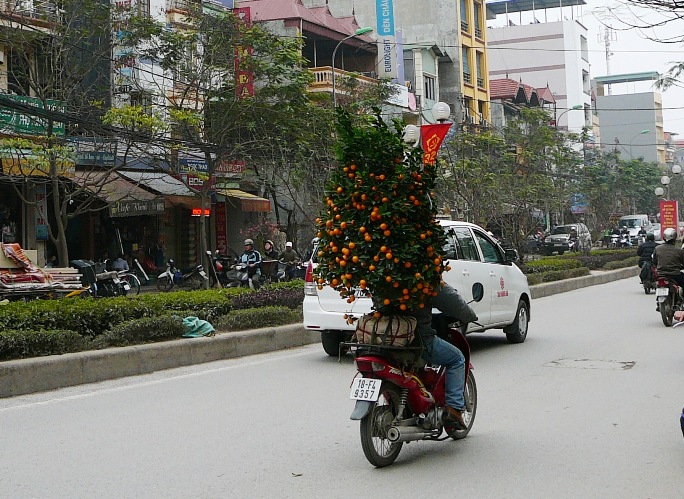 kumquat_003.jpg