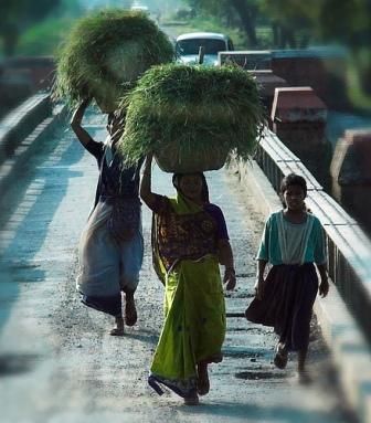kusa grass.jpg