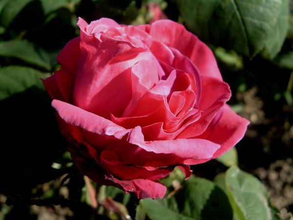 leveque_1884_princesse_radziwill.jpg