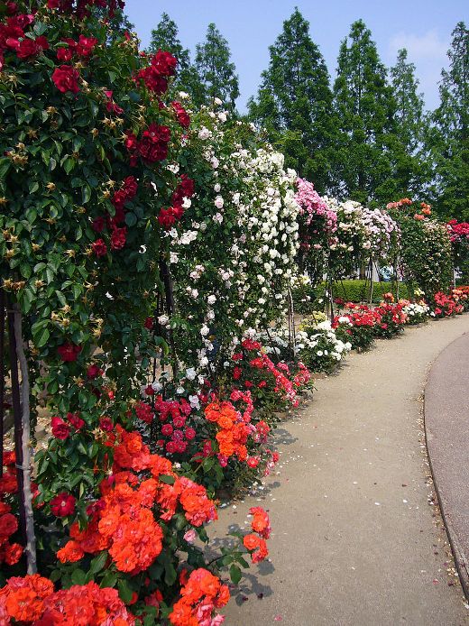 lhay_les_roses_006.jpg