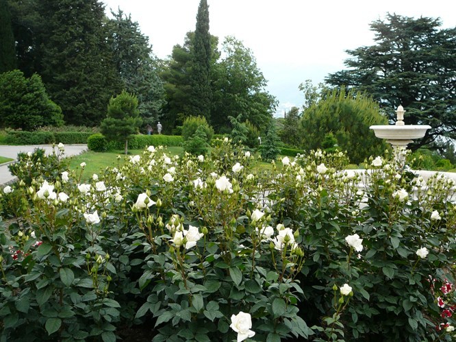 livadia_roses_006.jpg