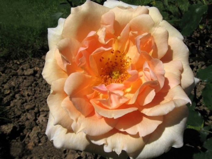 madame_raimond_poincare.jpg