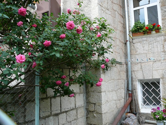 massandra_roses_001.jpg