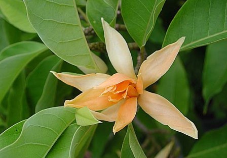 michelia champaca.jpg