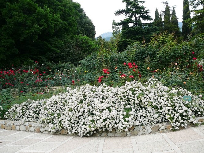 nikitsky_garden_roses_001.jpg
