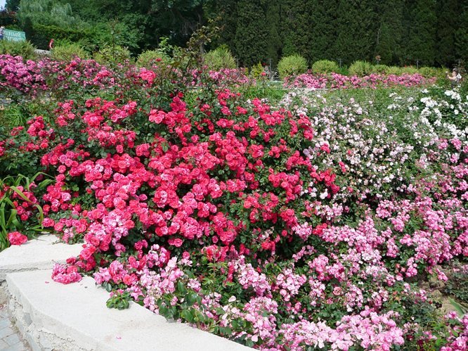 nikitsky_garden_roses_005.jpg