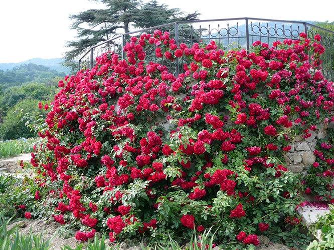 nikitskygarden_roses_006.jpg