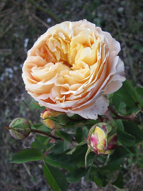 odile-m11.JPG