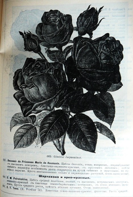 p1260756.jpg