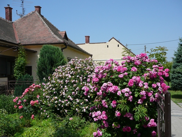 Dolna_Krupa.jpg