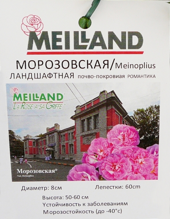 p1750892.jpg