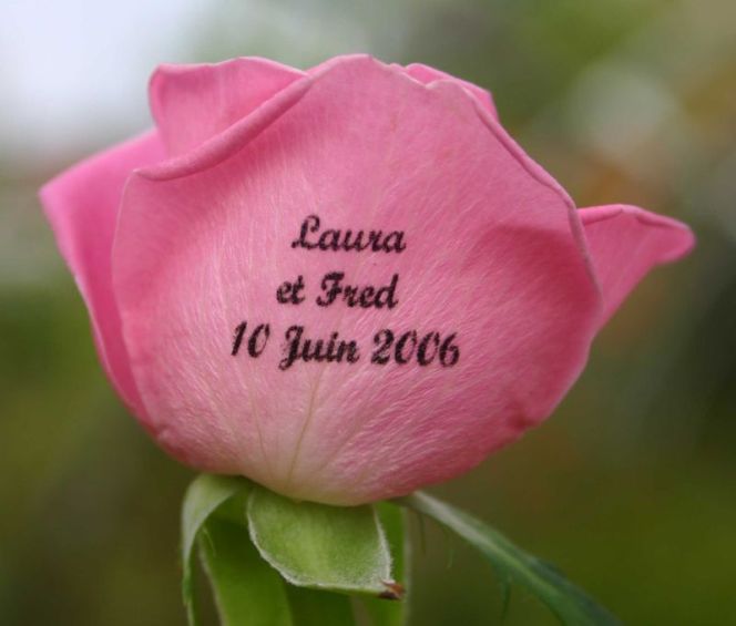 parole_de_roses_001.jpg