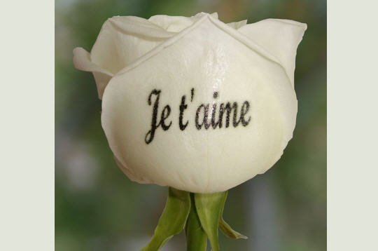 parole_de_roses_002.jpg