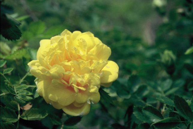 persian_yellow.jpg