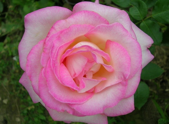 princesse_grace_de_monaco.jpg