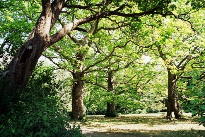 ris._51._platanovaya_polyana.jpg