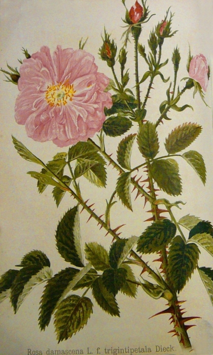 rosa_damascena_trigintipelata.jpg