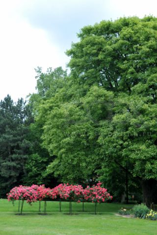 rosarium_dortmund_2.jpg