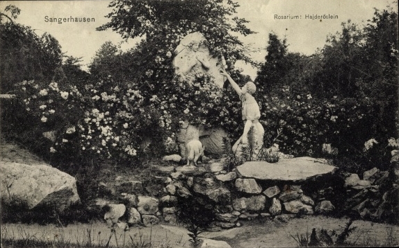 rosarium_europa_006_1914.jpg