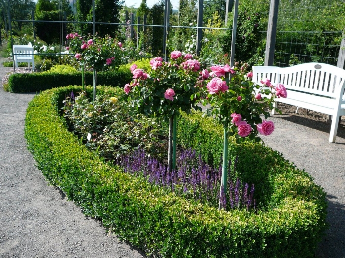 rosarium_europa_017.jpg