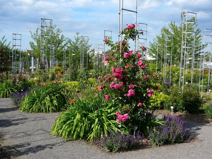 rosarium_europa_018.jpg