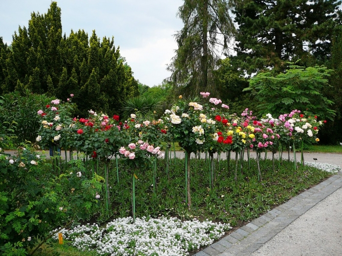 rosarium_europa_019.jpg