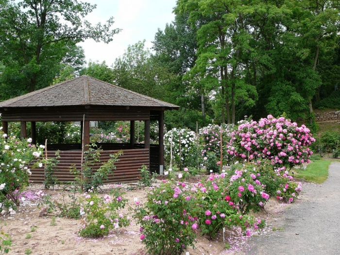 rosarium_europa_020.jpg