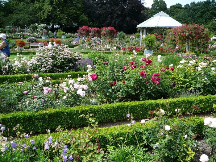 rosarium_hamburg_005.jpg