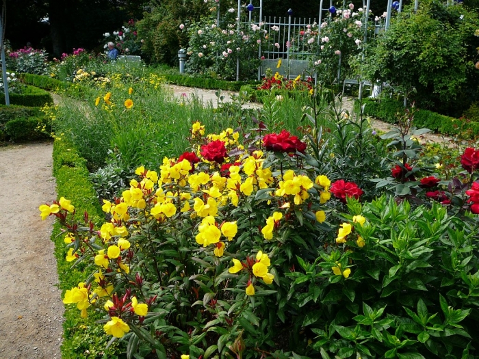 rosarium_hamburg_006.jpg