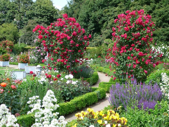 rosarium_hamburg_009.jpg