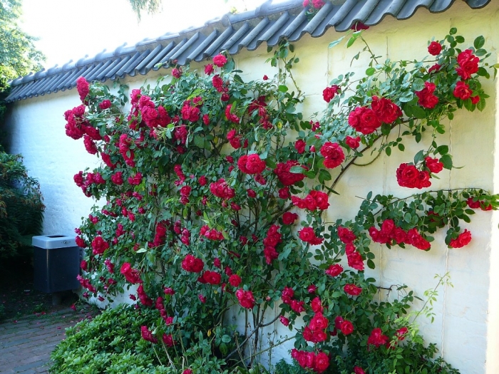 rosarium_hamburg_016.jpg
